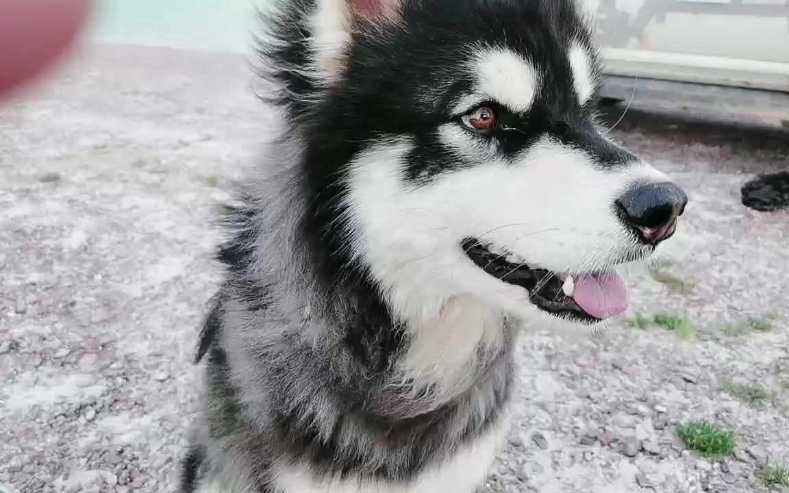 小叉滴滴在路上_20210721-_b站直播_纯净非录屏 湖边训新狗子班戈