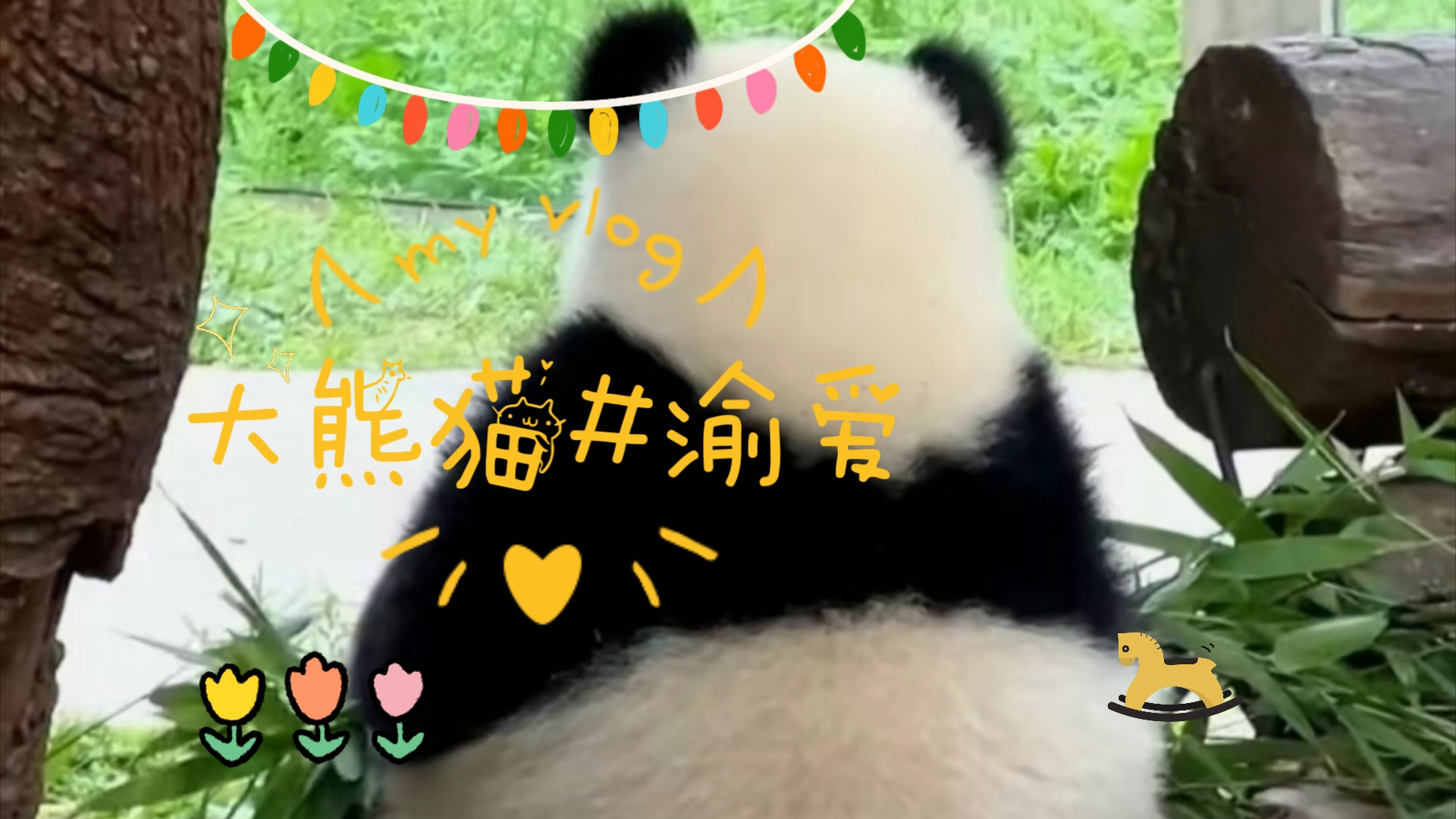 大熊猫#渝爱 熊猫届的网红国宝