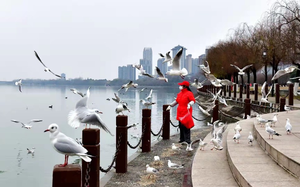 汉中汉江边,看海鸥妈妈喂红嘴鸥,太美了!