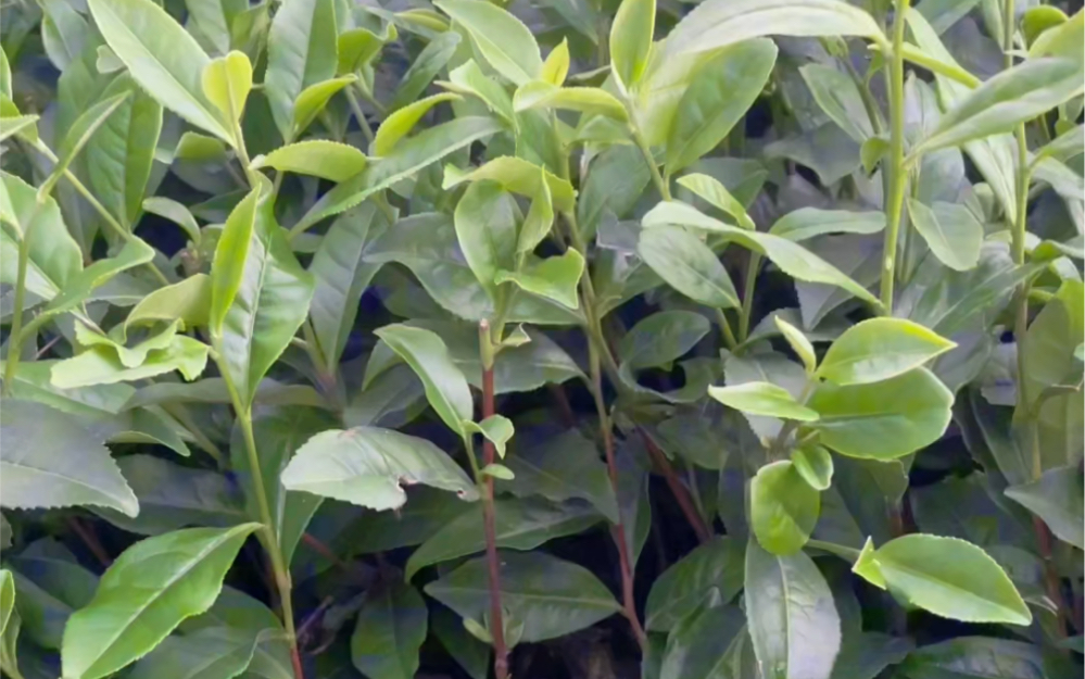 蒙山九号茶苗:茶苗长势粗壮,大叶种,9月开始出苗,你们土地搞好没有.