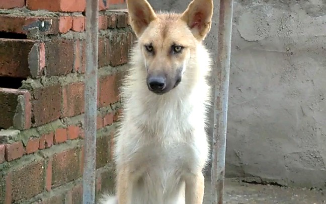 可爱的小狼狗_哔哩哔哩_bilibili