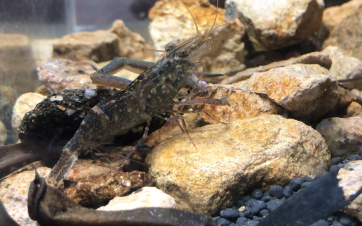 【日常喂食】湾湾大钳子阔指沼虾吃鱼
