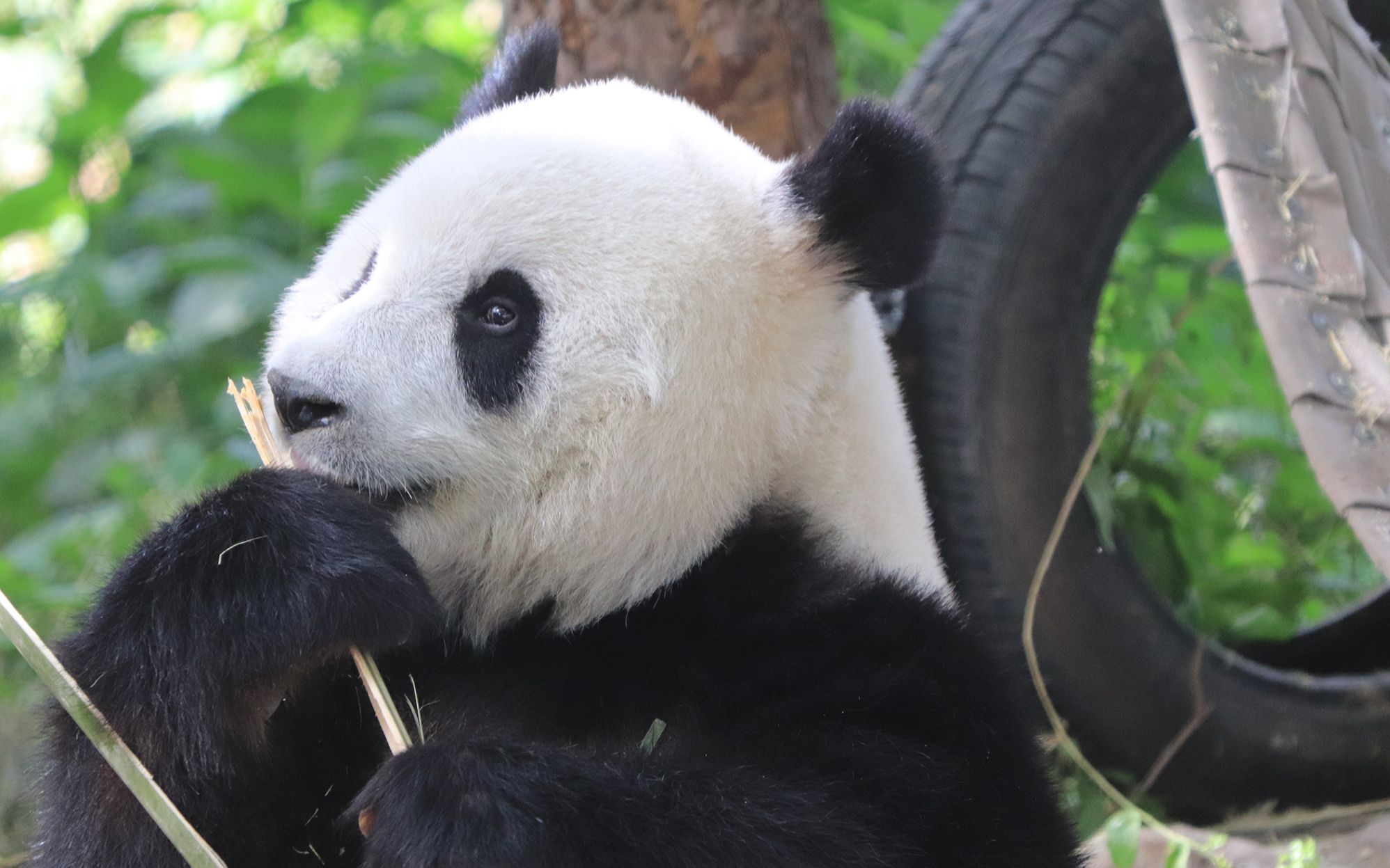 大熊猫萌萌 母后吃播20200603