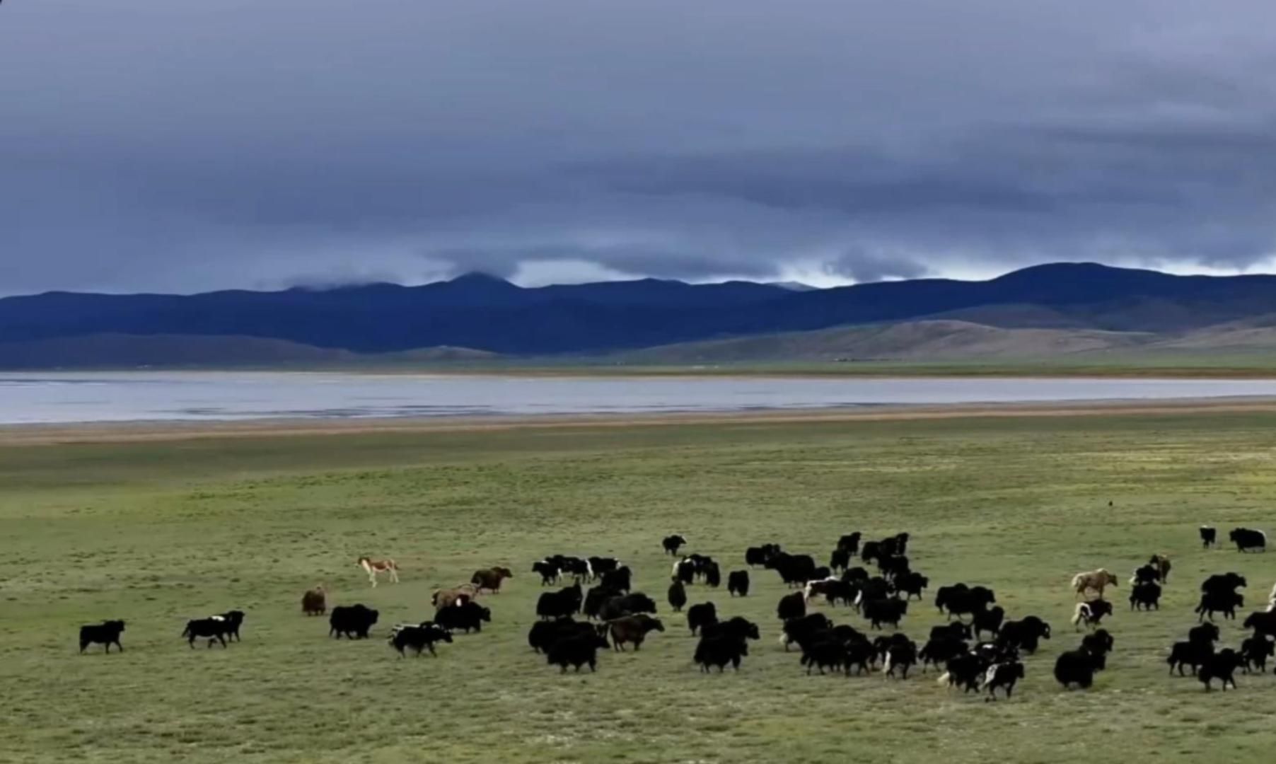 西藏哲古措--哲古草原上的一群牦牛和一只藏野驴