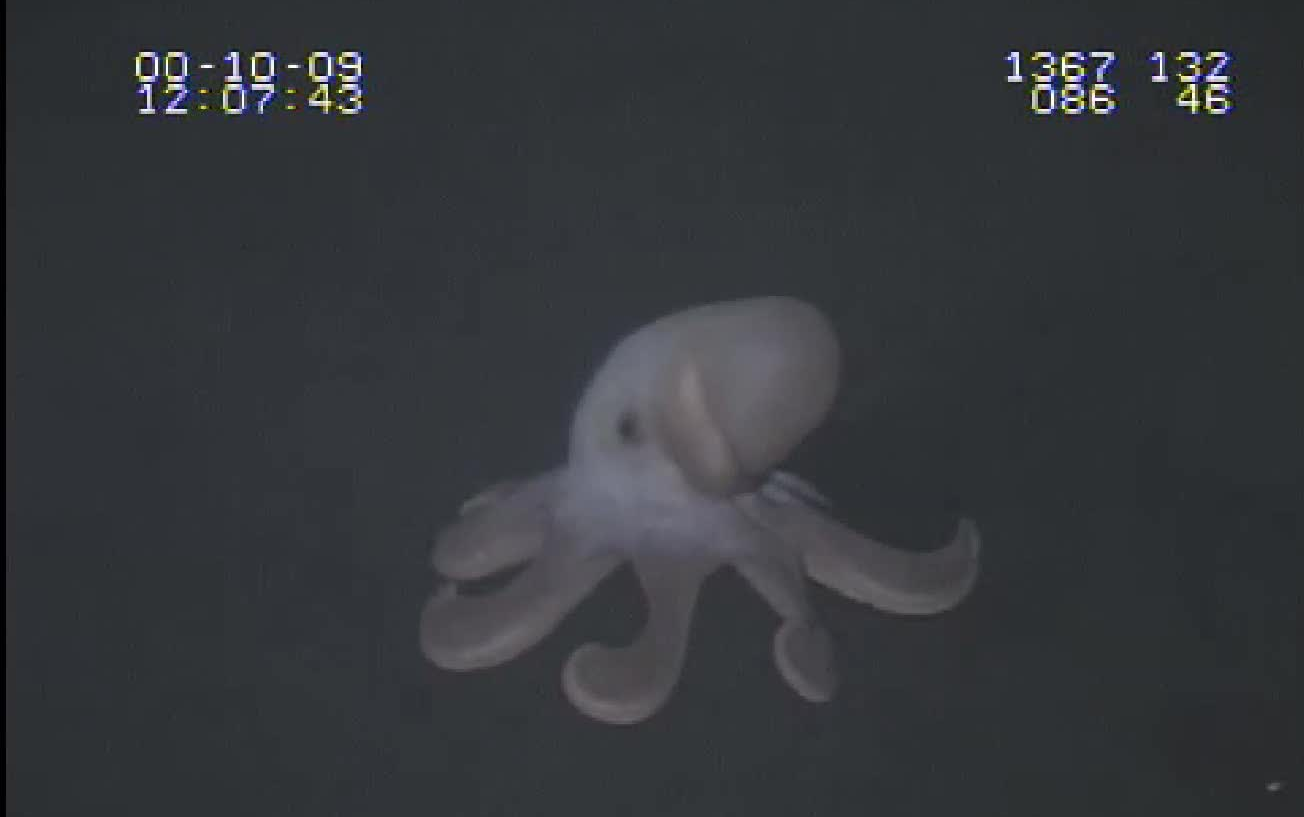 【海洋生物】烟灰蛸(Grimpoteuthis sp.)哔哩哔哩bilibili