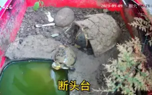 Скачать видео: 黄缘宝宝永远不知道意外和明天哪个先来。