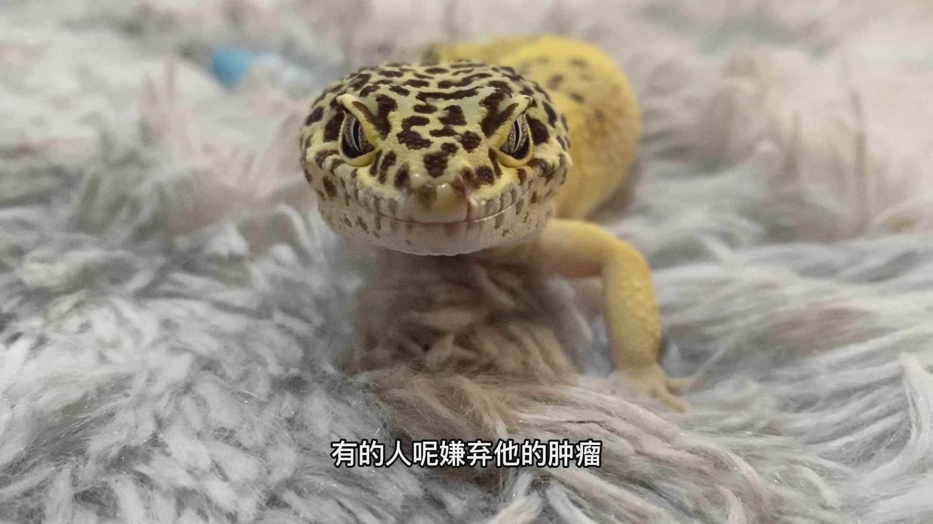 豹纹守宫之柠檬霜大班长