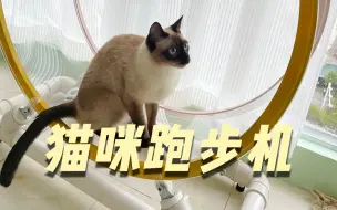 Descargar video: 如果你家有肥猫懒猫还有好动猫，赶紧给它做个猫咪跑步机吧！