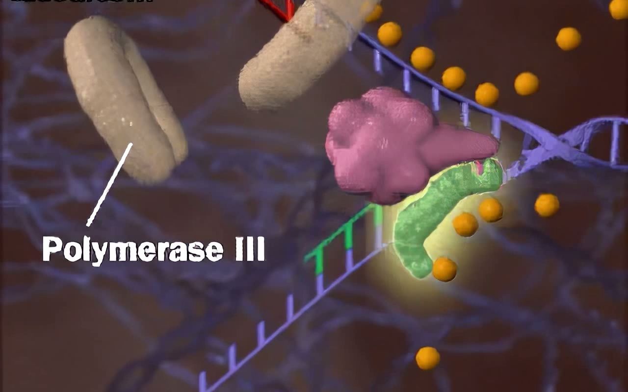 [图]DNA复制动画演示【高清重制】