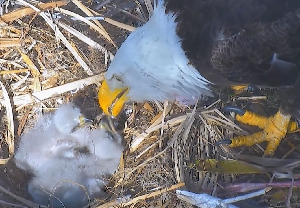 白头海雕幼鸟吃鱼时不慎吃进木屑,难受得直打滚