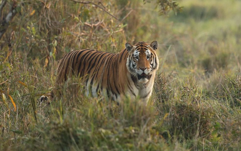 卡齐兰加大雄虎犀牛杀手再次出现