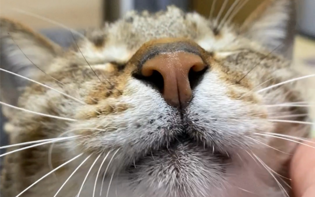 踩奶后眼神放空的小猫咪