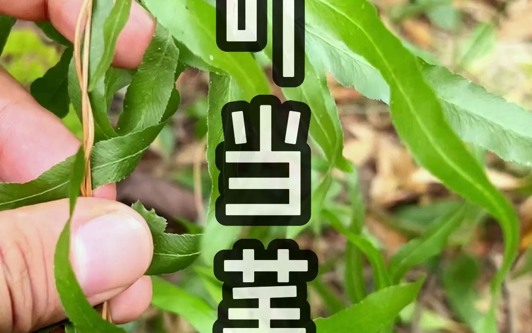 这种青草叫做叮当芼#青草#三农#植物哔哩哔哩bilibili