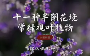 Download Video: 十一种半阴花境常绿观叶植物，你认识几种？