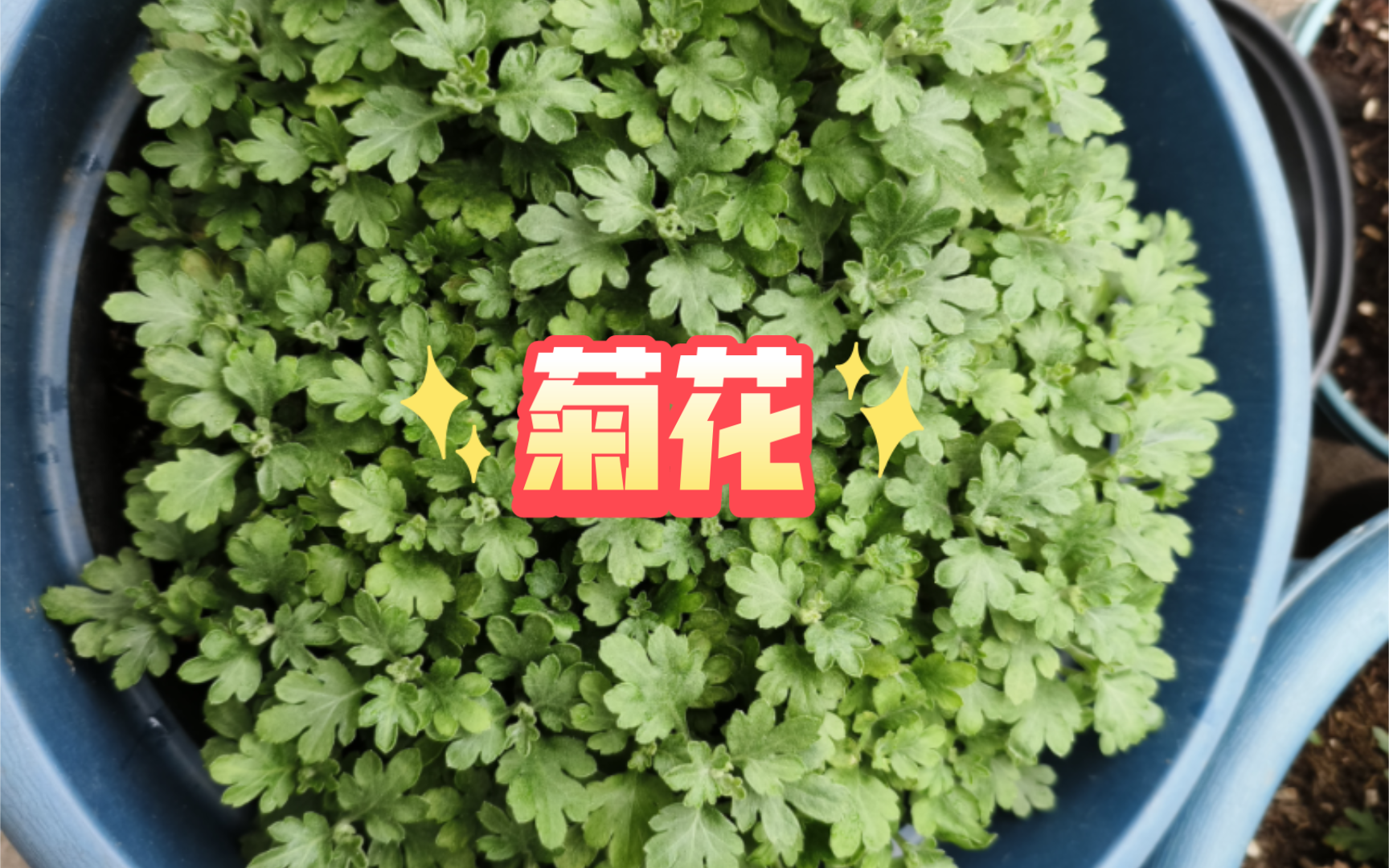 菊花春天的状态.哔哩哔哩bilibili