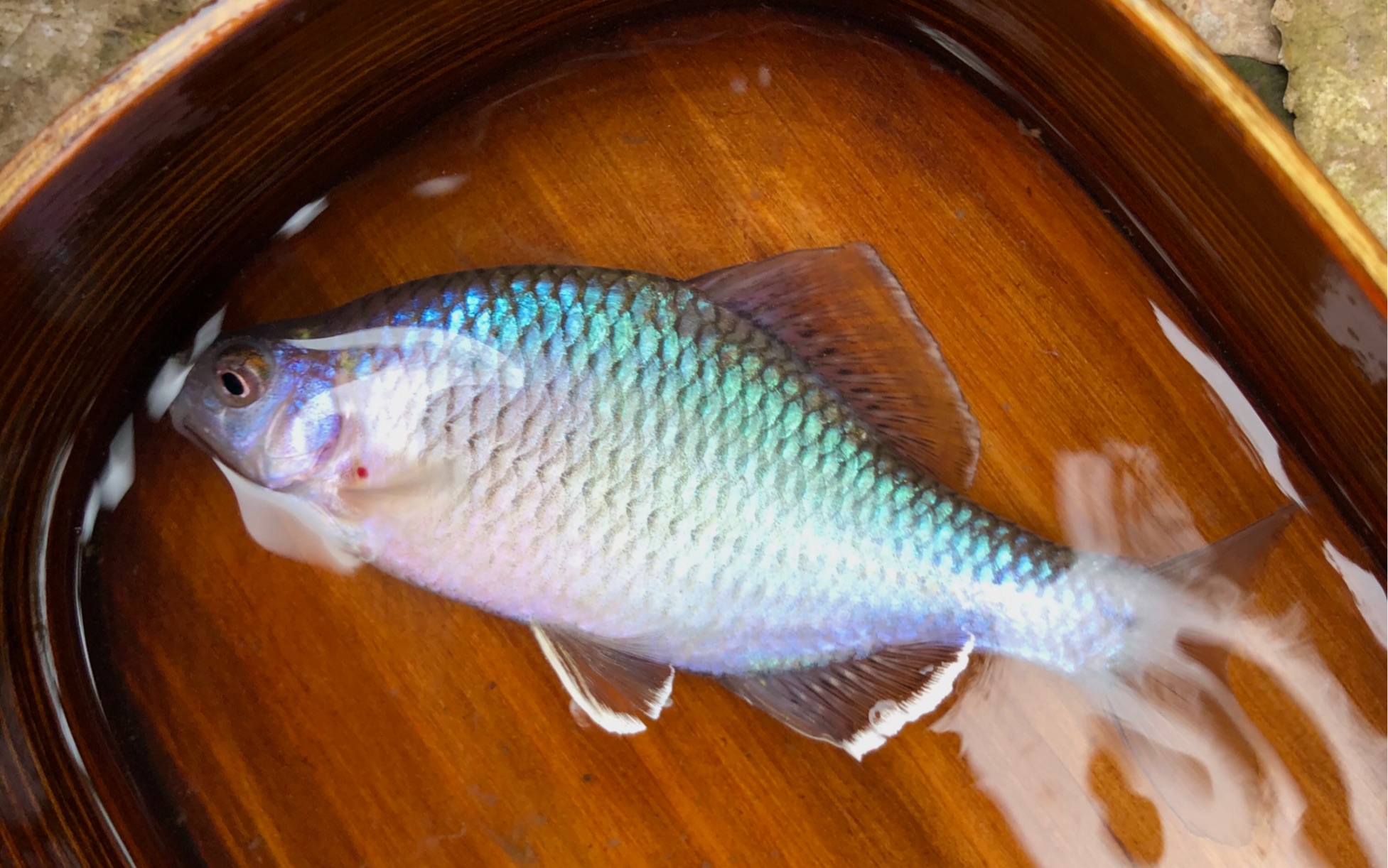 原生鱼 双白边峨眉鱊 (仔细看,尾鳍也有白边)