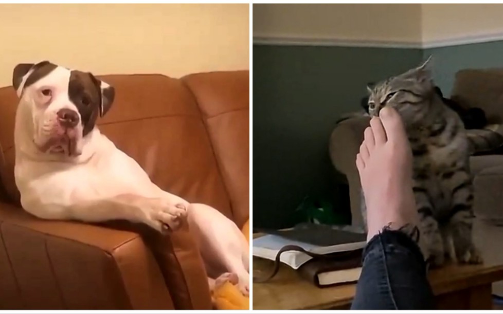 今天你哈哈了没 宠物沙雕行为大赏#03