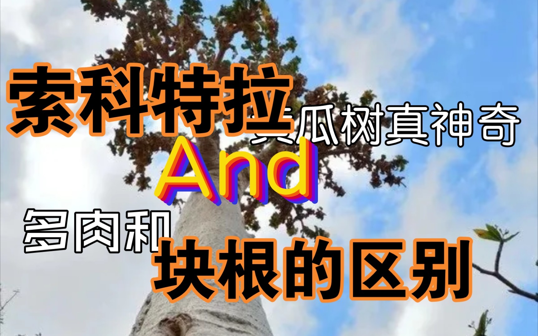 第270弹:聊聊块根和多肉的区别!聊聊神奇的黄瓜树哔哩哔哩bilibili