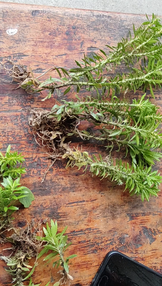 野生药材千层塔