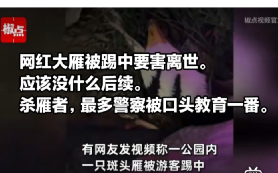 网红大雁被踢中要害离世,应该没什么后续,杀雁者,甚至不会被拘留,最多是教育一番.哔哩哔哩bilibili