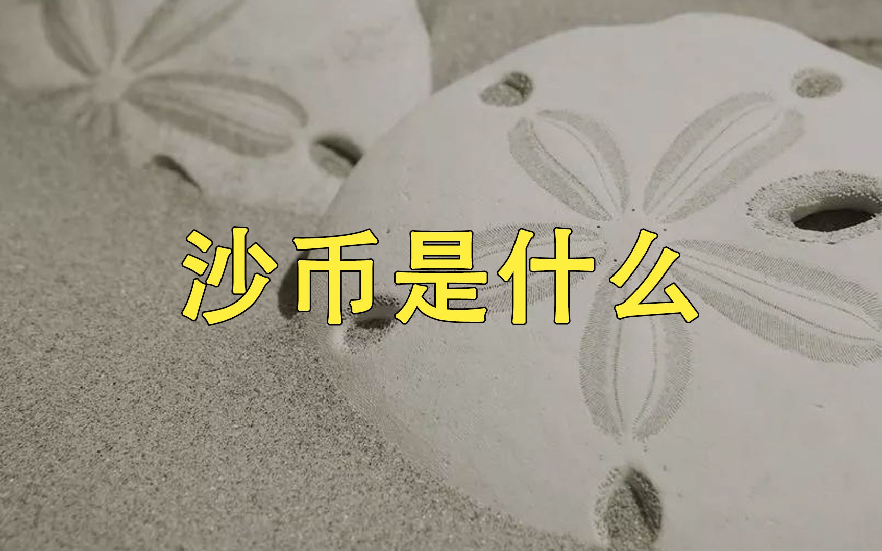 沙币究竟是什么动物?哔哩哔哩bilibili