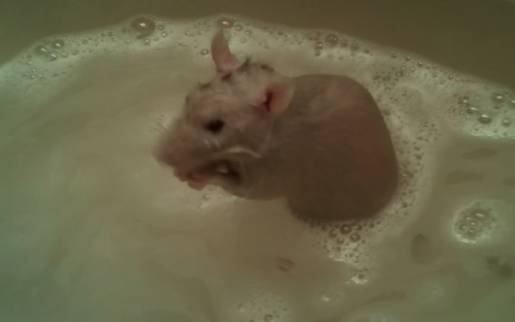 小白鼠洗澡图片