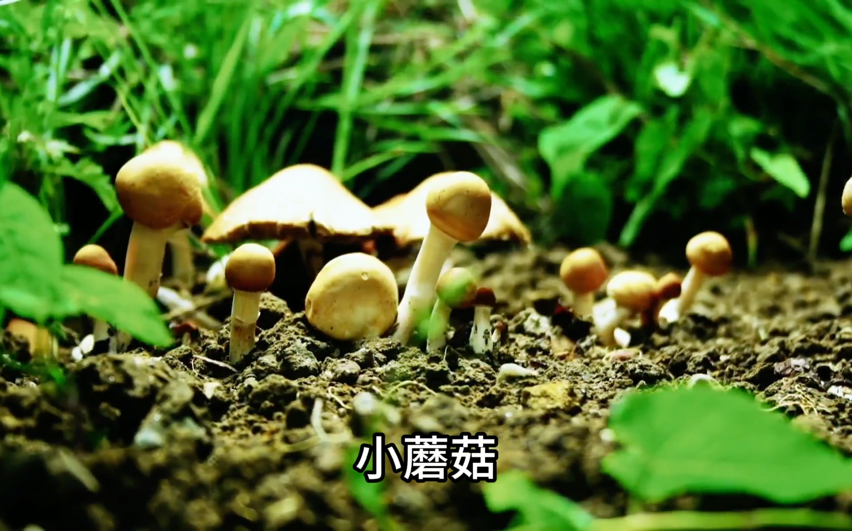 安泽跟小蘑菇相遇的地方,深渊真的是一个很神奇的地方