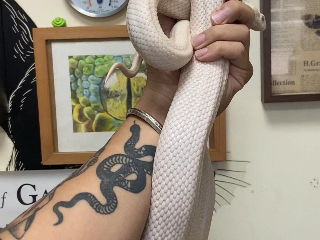 手握大蟒展示独特纹身手臂