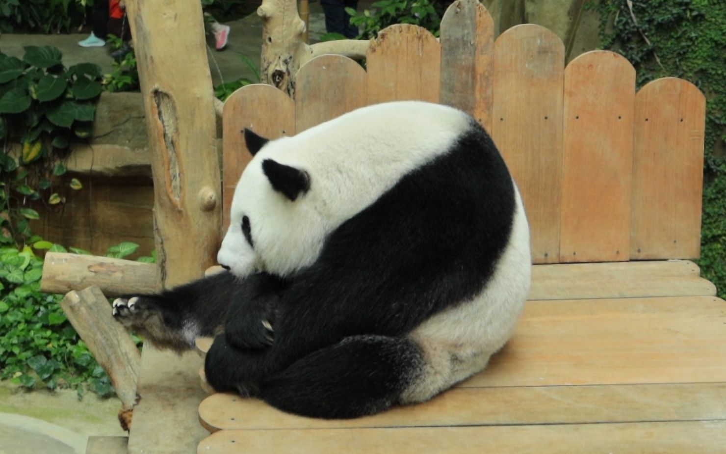 19丨凤仪:吃竹笋,喝蜂蜜水,蹭痒痒,还把自己团成一个球,怎么这么可爱!