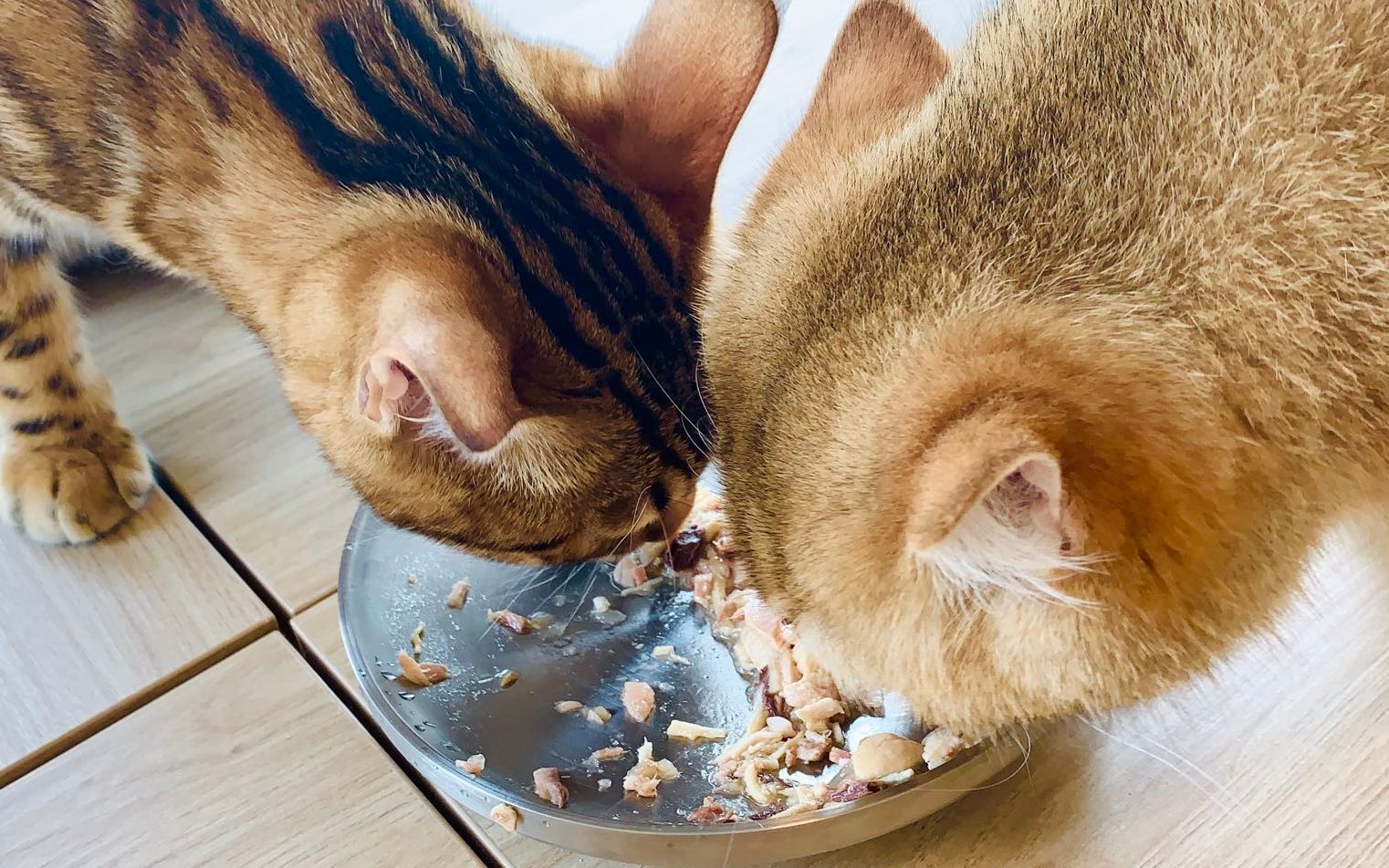 【猫咪进食声】猫咪的声音太好听了awsl