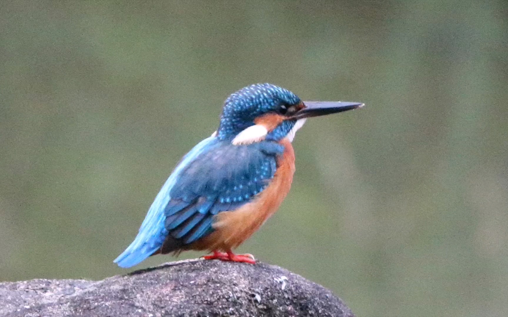 【动物观察】小区新飞来一个世界濒危物种——翠鸟 大家一定要保护好