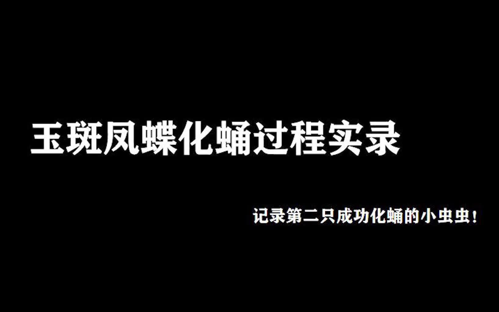 蝴蝶是怎么化蛹的?玉斑凤蝶化蛹实录哔哩哔哩bilibili