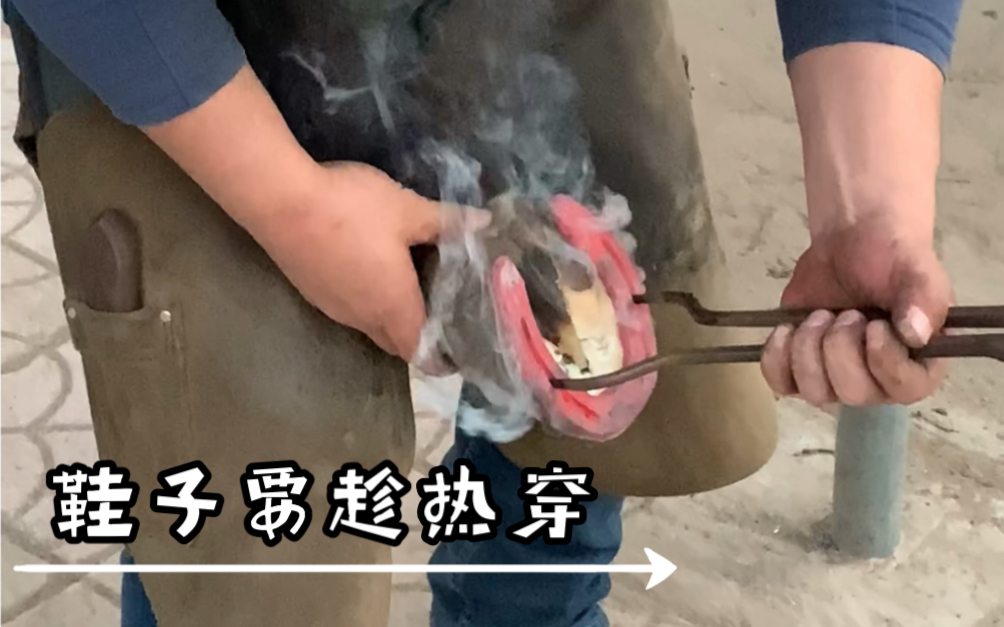 [图]蓝色骏马美甲换新鞋啦，鞋要趁热穿，修蹄解压不要错过哦