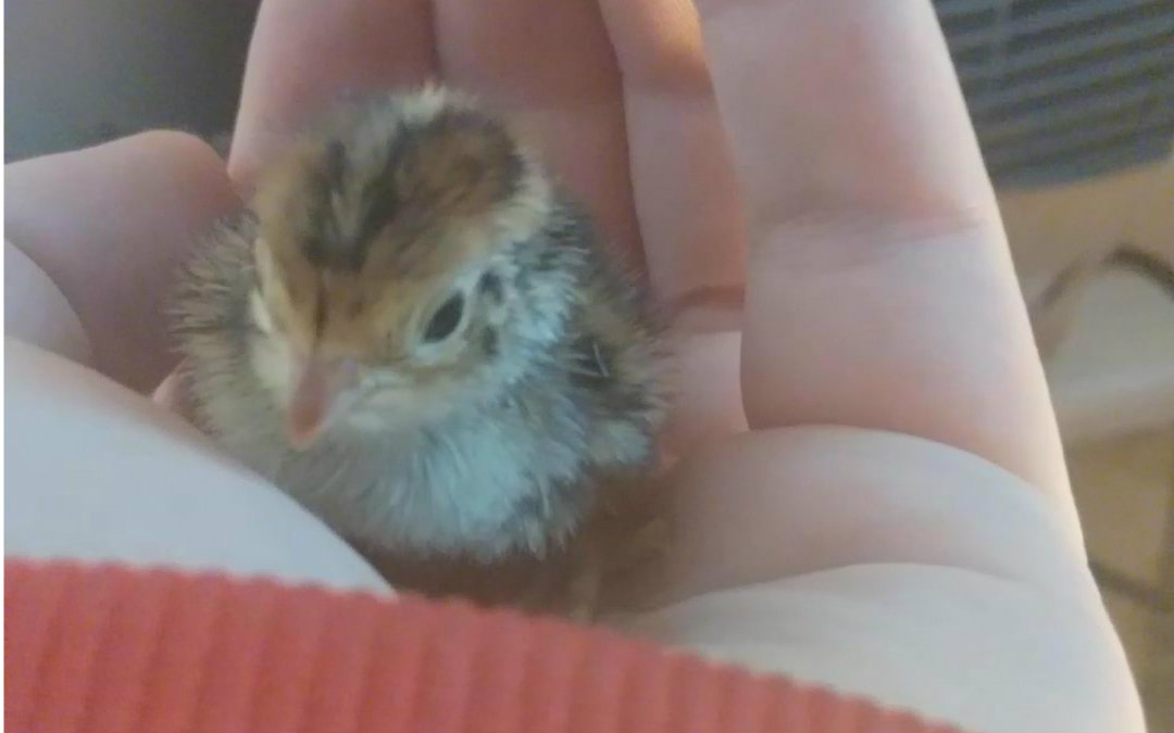 自己孵化鹌鹑——出壳后的第一天