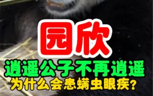 Download Video: 园欣 逍遥公子不再逍遥 为什么会患螨虫眼疾？#旅韩大熊猫园欣 #旅韩大熊猫华妮 #旅韩大熊猫福宝 之父