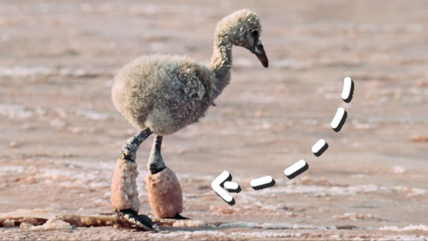 火烈鸟：束缚我双腿的不是盐土，而是命运的枷锁