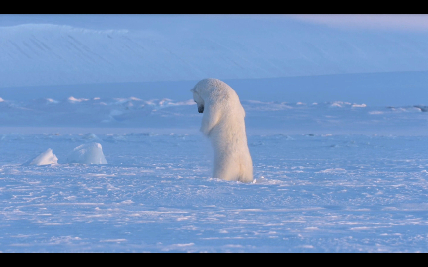 5.4日慢速听力+英文字幕+跟读, Polar Bear (北极熊)北极熊捕食的动作好可爱哔哩哔哩bilibili