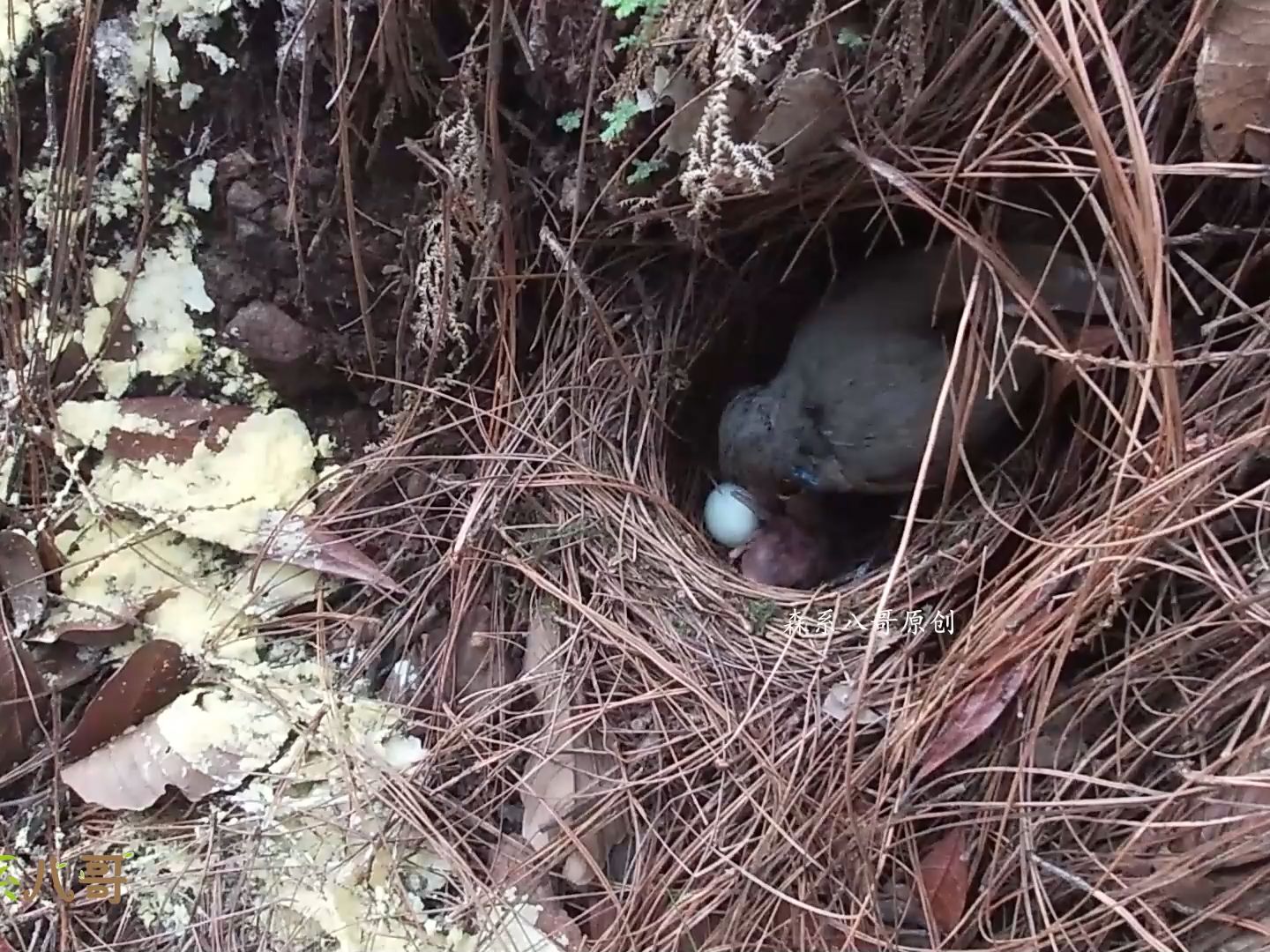 [图]这是一窝幸运的小鸟，杜鹃鸟蛋没有孵化出来，小鸟安全了