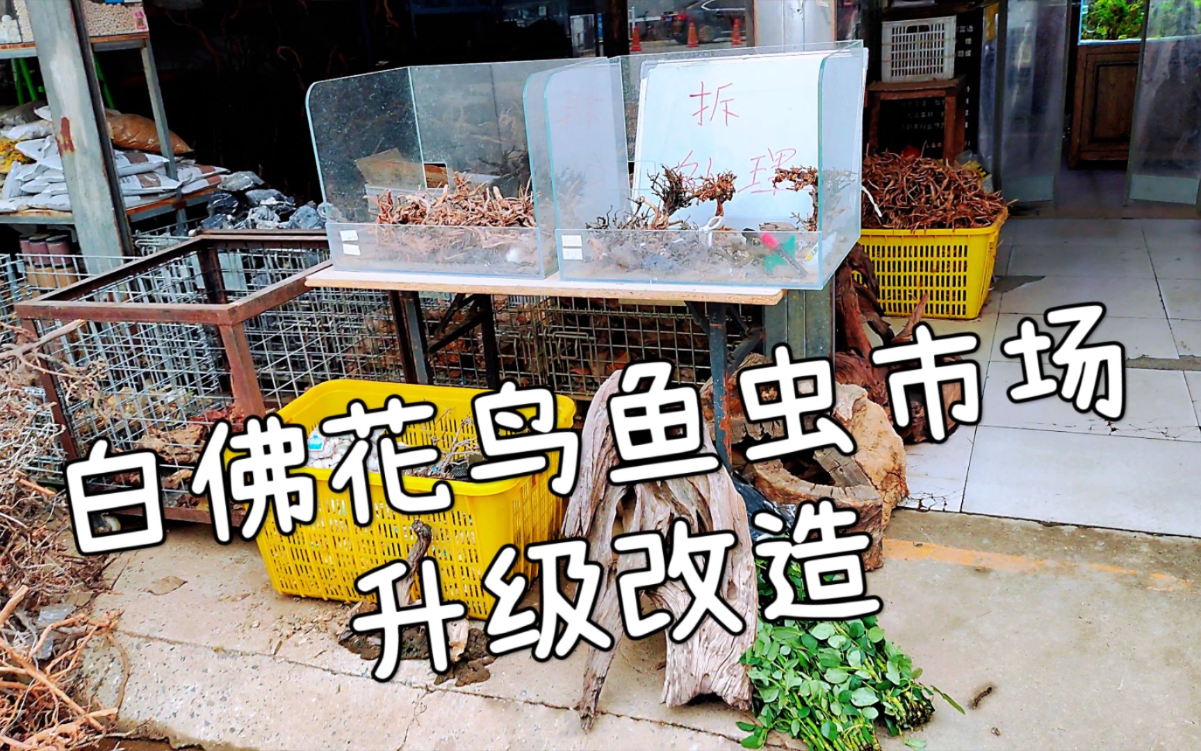 听说白佛花鸟鱼虫市场升级改造 过来转一圈