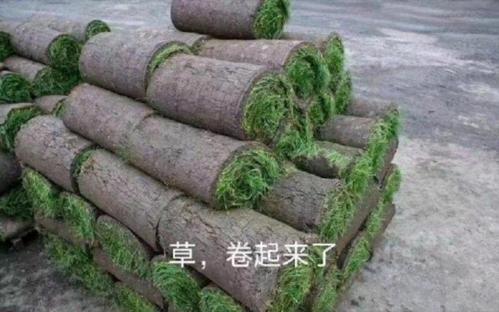 爆笑囧图草卷起来了
