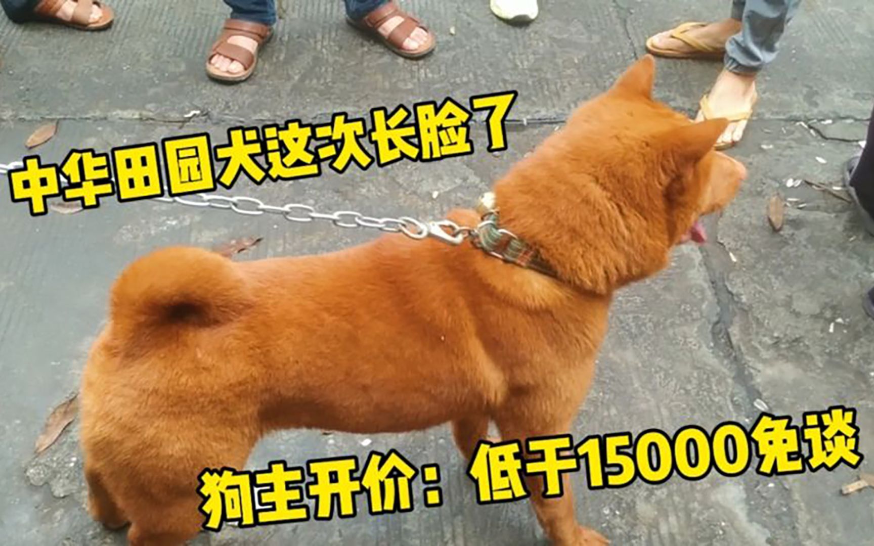 中华国犬这次长脸了,玉林狗市开价一只金钱五红,低于15000免谈哔哩哔哩bilibili