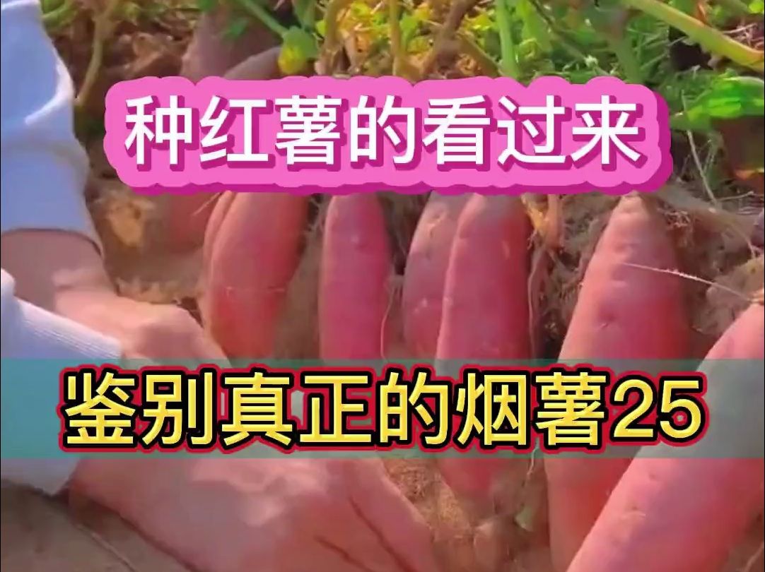 鉴别真正的烟薯25哔哩哔哩bilibili