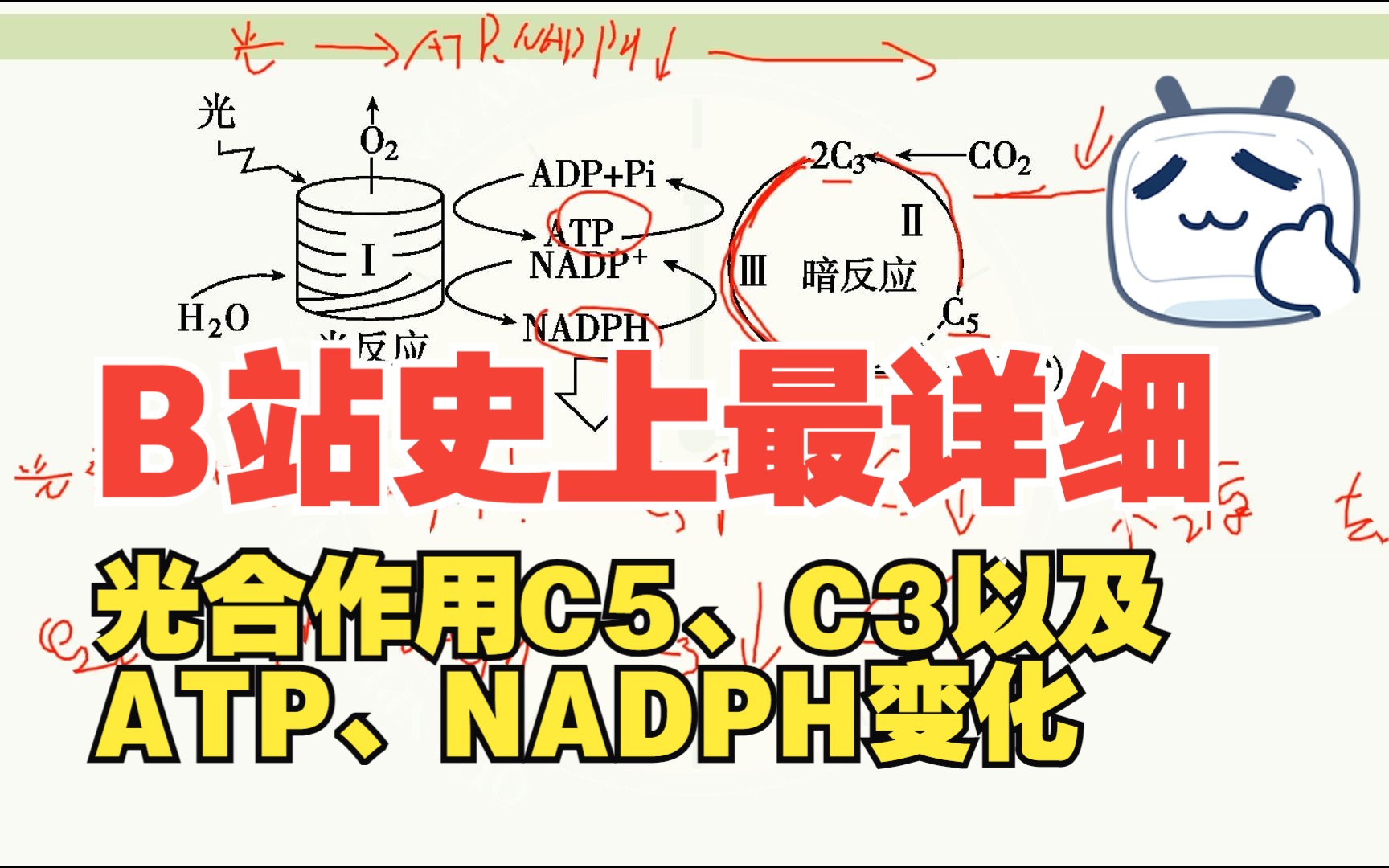 光照减弱、CO2的量减少的时关于C5、C3以及ATP、NADPH的变化哔哩哔哩bilibili