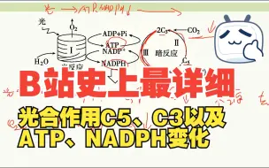 Download Video: 光照减弱、CO2的量减少的时关于C5、C3以及ATP、NADPH的变化