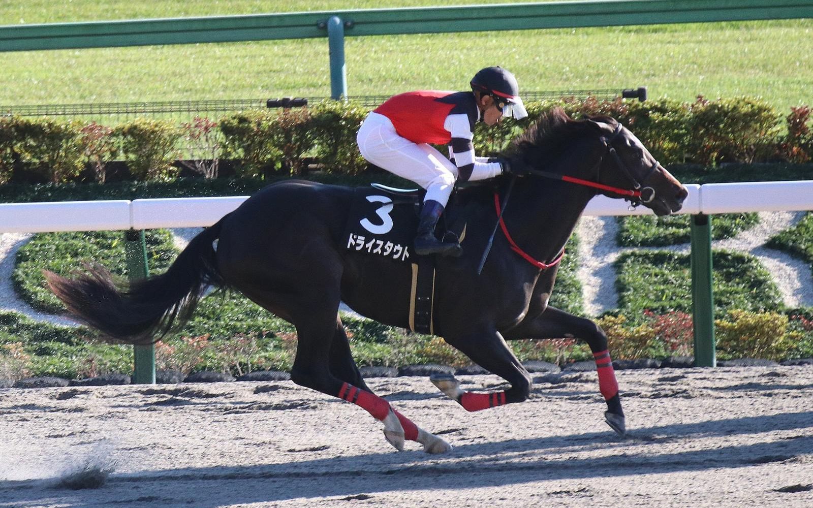 【日本赛马】2021.11.13 三叶草赏(2岁1胜class)