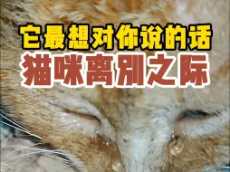 下载视频: 猫咪离别之际，最想对你说的话