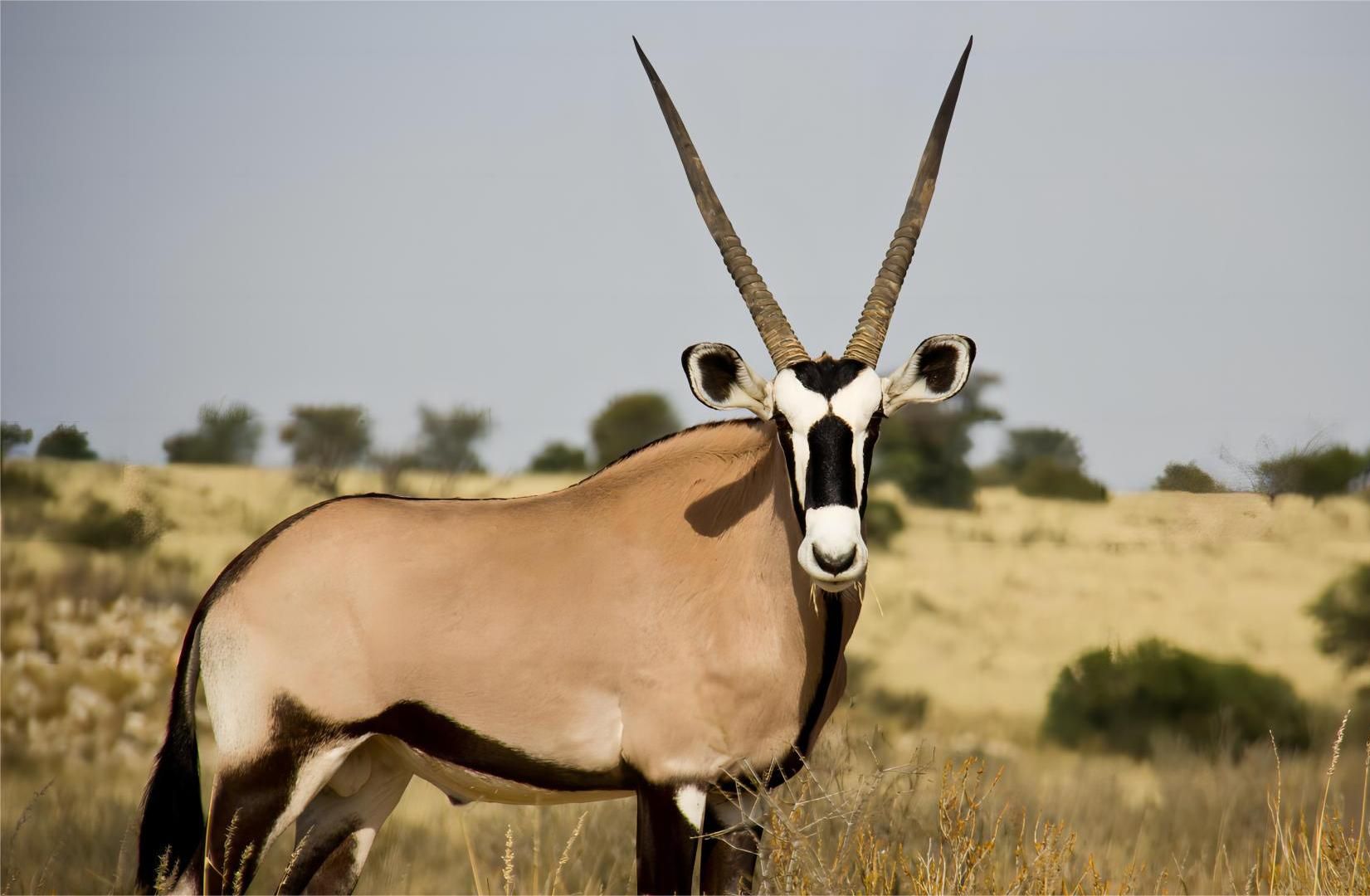 不太正经的荒野狩猎纪录片之南非剑羚节选