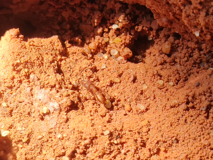 卡米拉(小眼迷)猛蚁 攻速世界第二蚁