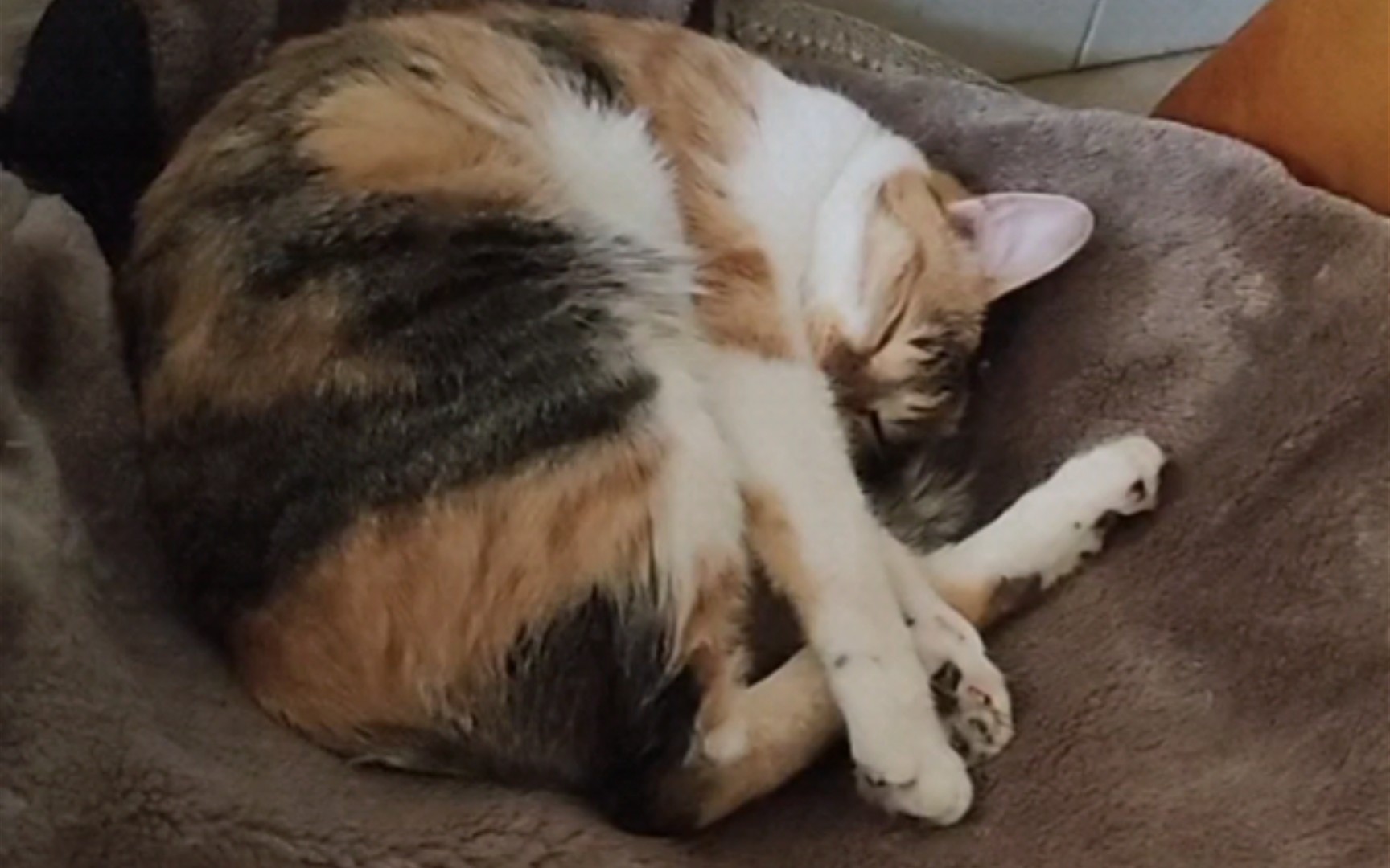 叫不醒沉睡的小猫