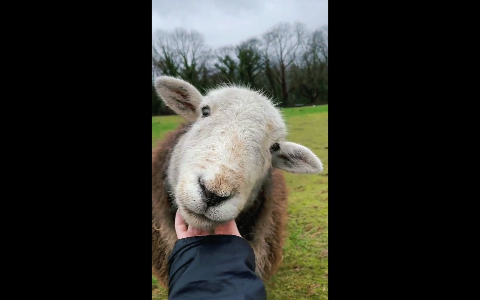 一只粘人的绵绵羊